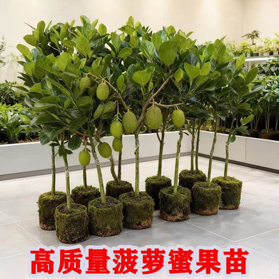 正宗木菠萝树苗四季高产嫁接8号12号印尼红肉黄肉干包菠萝蜜果苗
