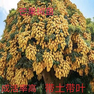 芒果苗树当年结果嫁接特大贵妃芒凯特芒金煌芒南北方种植带土带叶