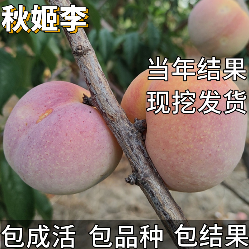 秋姬李子树苗南北方种植特大号矮化脱骨盆栽嫁接脆甜红心当年结果