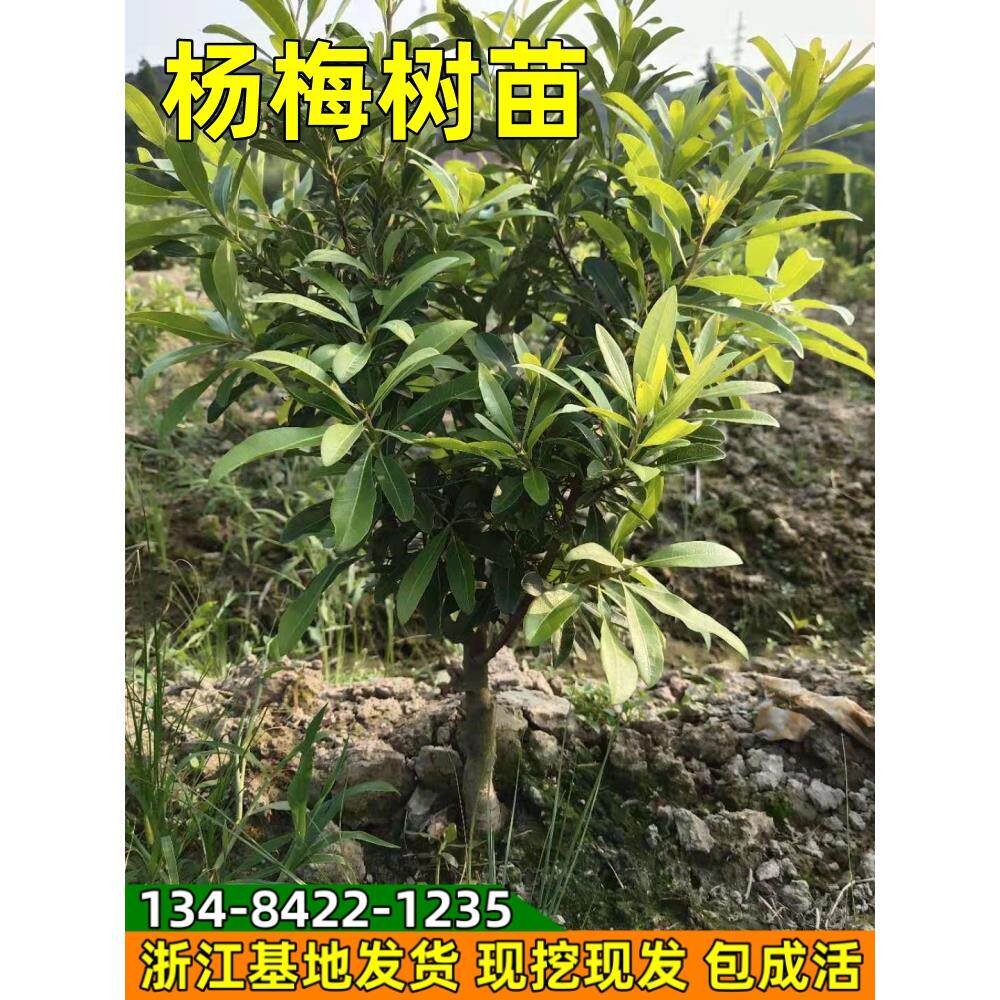 杨梅树苗宁波荸荠杨梅苗正宗嫁接杨梅苗南北方种植特大杨梅结果苗