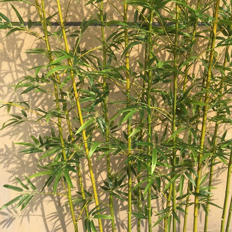 假竹子装饰植物室内仿生竹子隔断挡墙室外竹子竹林造景