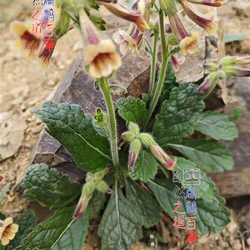 高山野生地黄淮地黄药材粘性高250克滋补非九制蒸干 - 封面