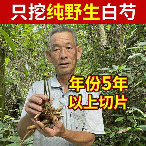 老周深山纯野生白芍500g中药材正品白勺白术茯苓白芷甘草粉片汤茶