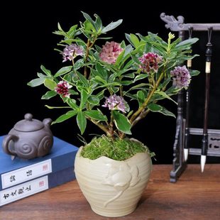 金边瑞香花苗花园庭院阳台室内耐寒花冬天也开的瑞香花苗好养易活