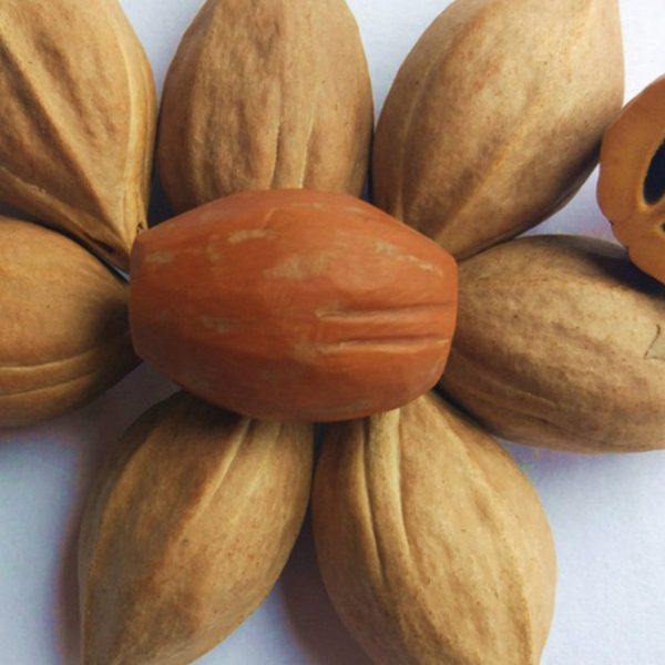 橄榄核雕原料原籽长核陈年老料铁核特红润单件大核尖料梅林铁核厚