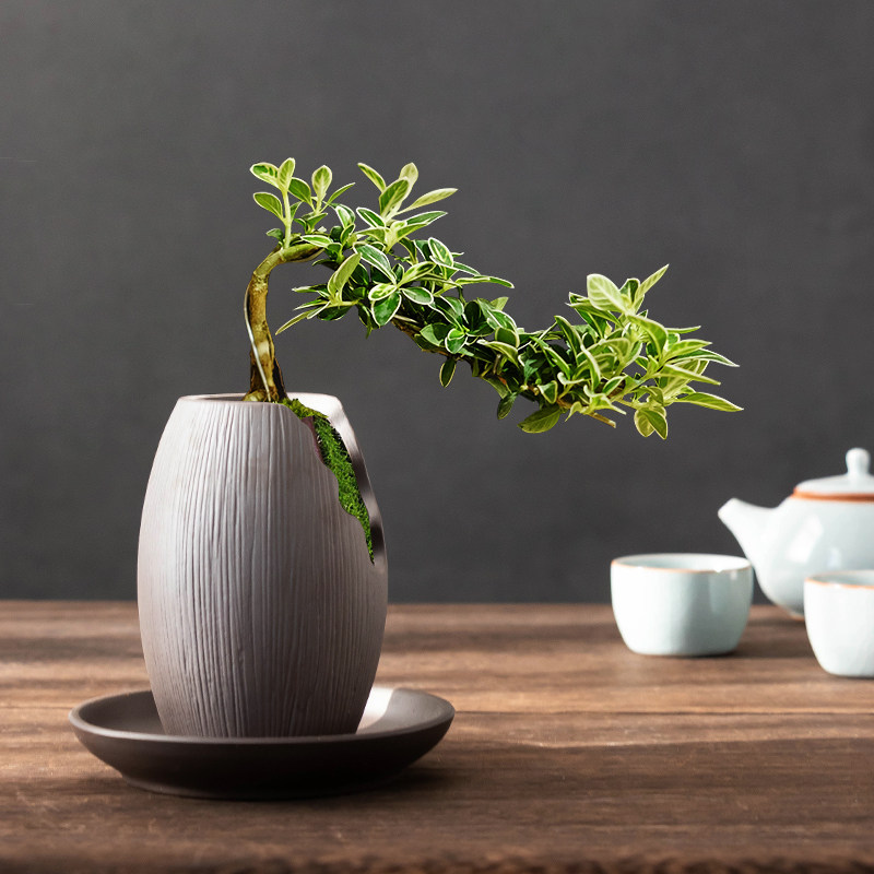 办公室桌b面绿植摆件仿枯木纹花器大口径六月雪老桩蛋形花盆好养