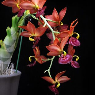 番茄雅韵堂Cyc. Taiwan Gold 'Taiwan Orange'橘红天鹅兰花洋兰