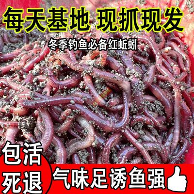 蚯蚓活饵钓鱼大号牛粪饵料鲫鱼活体垂钓鱼饵鲜活盒装批发散装红虫