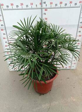 绿盆栽盆栽花卉居0家绿植盆栽35350金山金植山棕