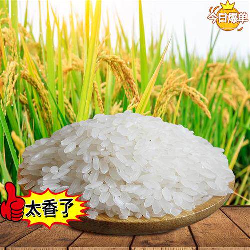 新米黄豆蛋白肥自家种植非烘干大米冷藏或通风干燥处