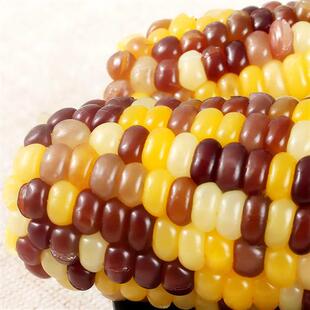 【直播秒杀】天勤粒粒净新鲜非转基因彩糯玉米玉米棒180g*10条