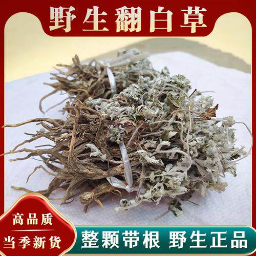 野生翻白草中药新鲜晒干 干翻白草绞股蓝中药材泡水喝茶的功效番