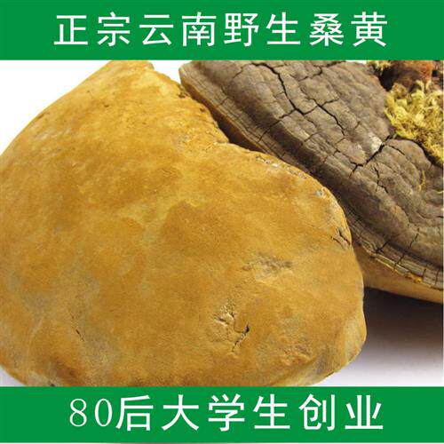 云南野生桑黄灵芝野生灵芝正品桑树桑黄纯天然可切片500克