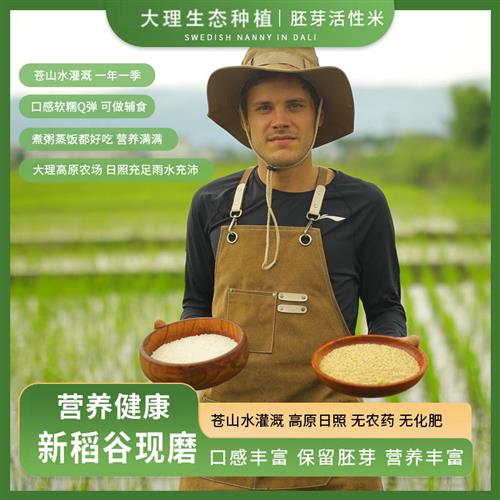 云南生态种植胚芽米活性糙米象牙米大米粗粮婴幼儿辅食粥孕妇营养