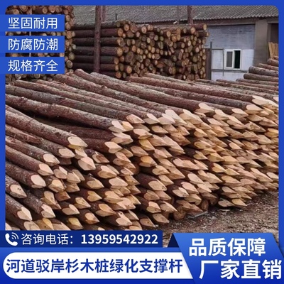 杉木桩打桩木户外河道护坡原木松木桩绿化支撑杆R落叶松原木实木