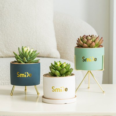 精致多肉小花盆h陶瓷带托盘家用花盆轻奢高级感仙人掌仙人球专用