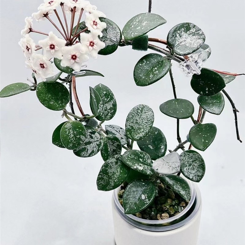 攀爬垂吊球兰 原种匍匐杂交 米切尔德O球兰 高斑匍匐球兰