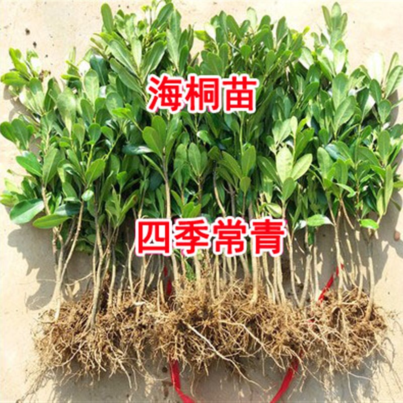 四季常青气c味芳香驱蚊虫庭院绿化树苗 七里香 篱笆围墙海桐树苗