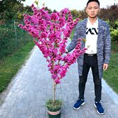 紫荆独杆丛生室内外庭院四季 种植木本多年生易成活净化空气