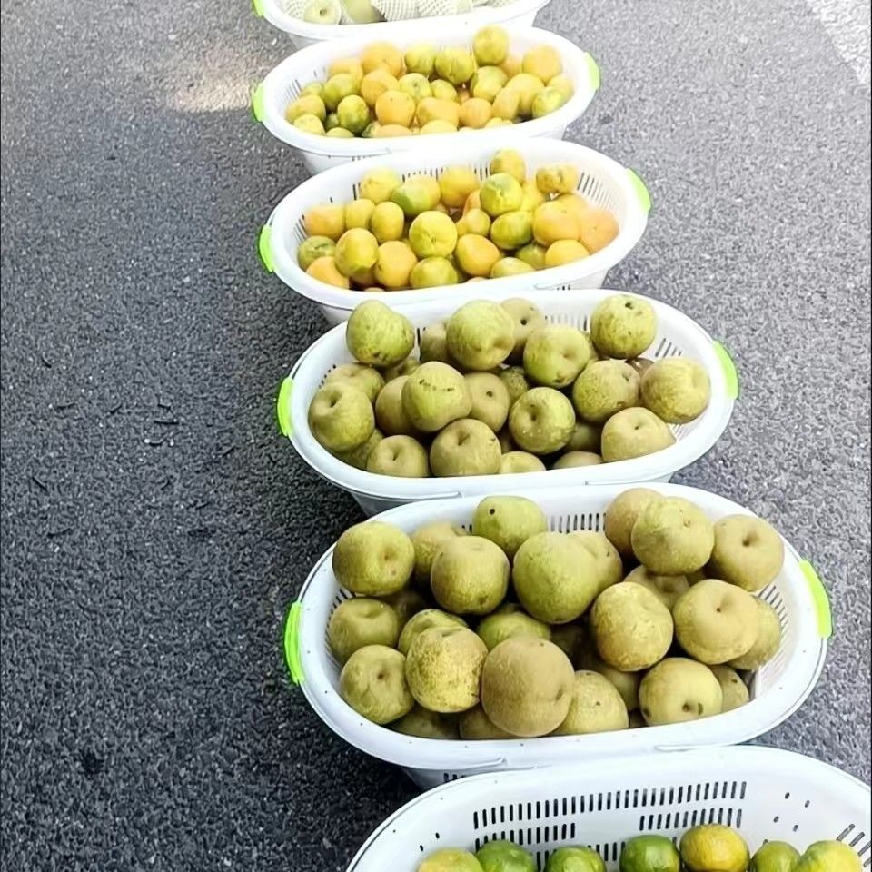 大号水果采摘篮手提篮葡萄草莓篮收纳筐白色清仓塑料手提篮子镂空