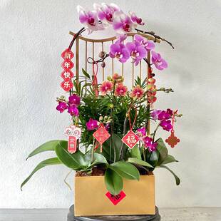 祥云新中式蝴蝶兰花架仿真植物花盆简约轻奢年宵花盆栽摆件装饰