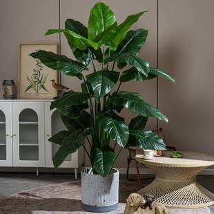 阔叶植物彩虹芋假树盆生栽室内植高客厅绿造HYS景装饰摆件端仿植