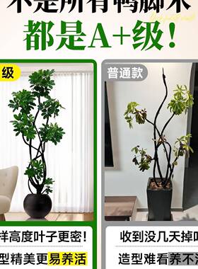 鸭脚木感客厅绿植盆栽室内大型植大物F995HM9T八方来大财鸭掌木气