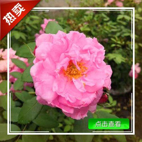 东469抗北吉寒林黑龙江辽宁抗寒耐寒冻花卉花苗大抗月季花红色多