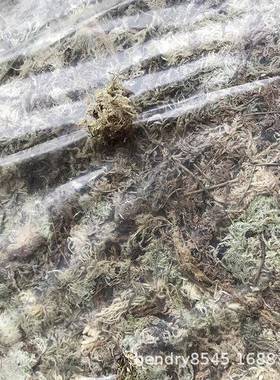 装出级大包干水苔/苔藓/水草(食口虫植FL002物/兰花/微景A观用)