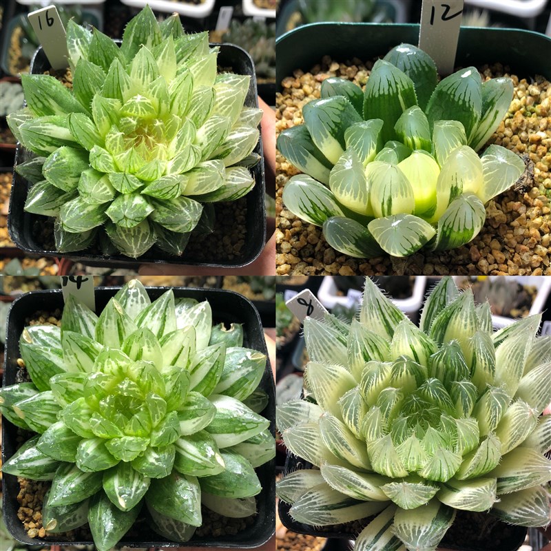 4号实生玉露锦原始种锦(原始种锦需脱土K发货)十二卷1月4日更新