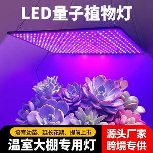 工厂直销LED量子板植物生长灯大功率包边款大棚100W植物灯补光灯
