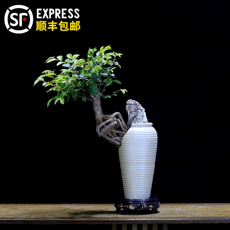 提根榆树盆景老桩小叶榔榆盆栽植物桌面创意庭院书房茶几好养绿植