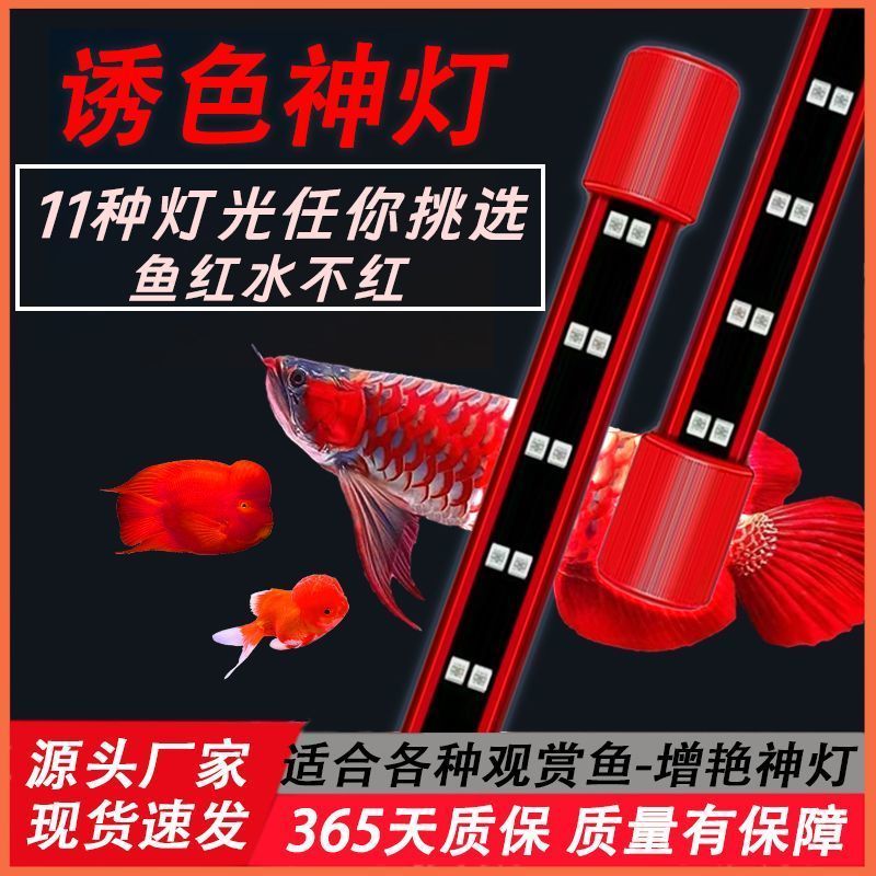三基色LED红鱼增艳神灯