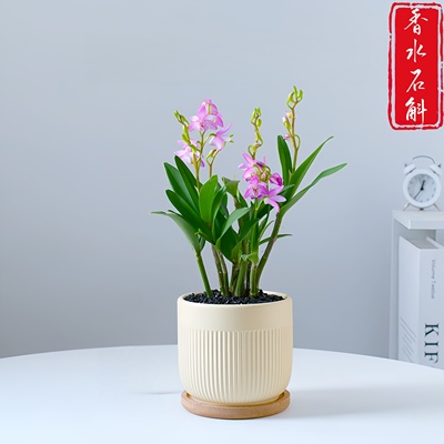室内花卉香水石斛兰盆栽绿植物