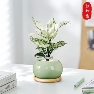 白如意皇后竹芋盆栽室内植物绿植净化空气好养活办公室桌面绿植