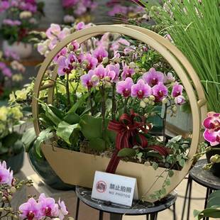 新中式圆蝴蝶兰花架仿真植物花盆简约轻奢年宵花盆栽摆件装饰