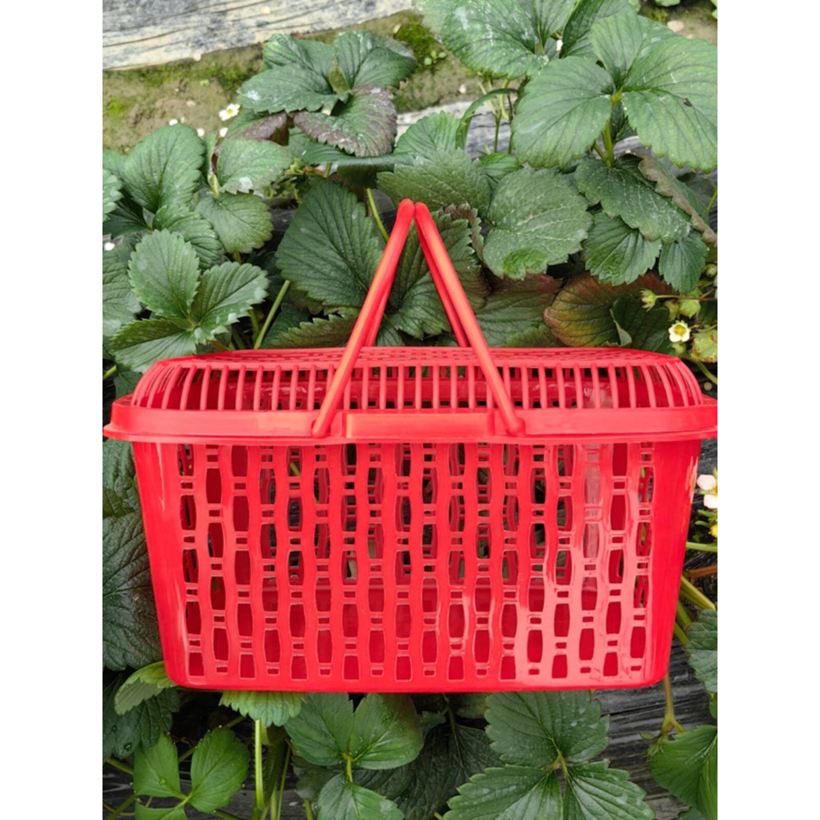 4斤6斤装塑料水果篮子枇杷篮草莓篮子塑料手提方篮筐杨梅篮带盖子