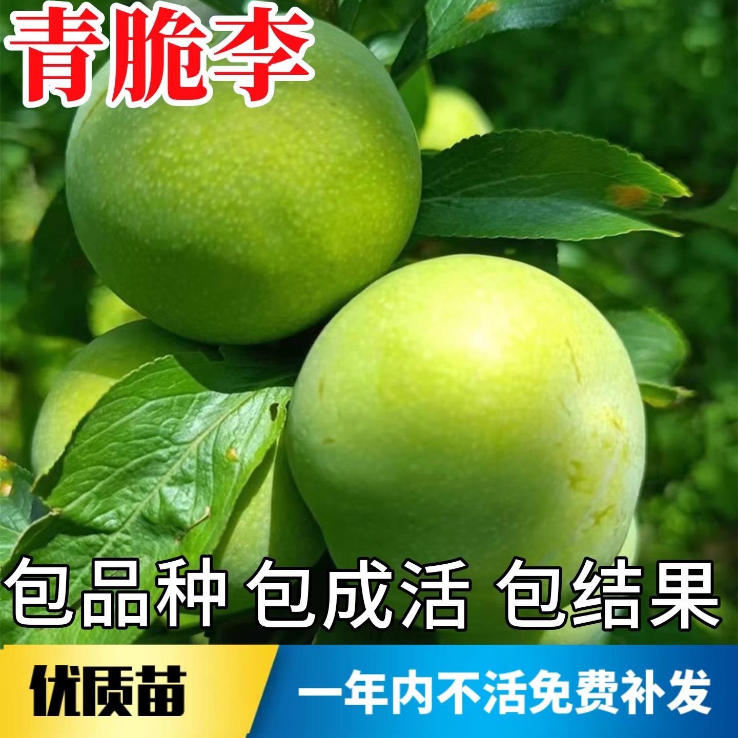 青脆李子树苗南北方种植耐寒特大号脱骨甜脆盆栽嫁接早熟当年结果图片
