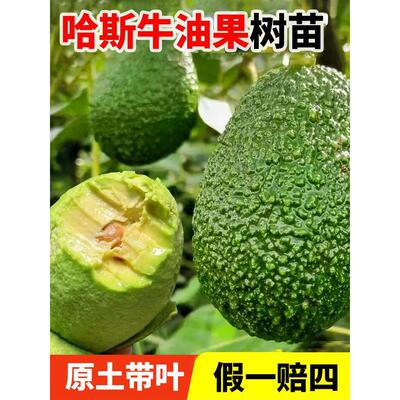 哈斯牛油果树苗南北方种植盆栽地栽嫁接苗鳄梨苗水果树苗当年结果