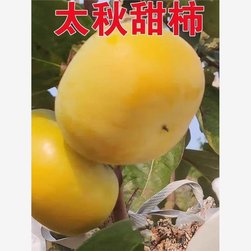 日本太秋甜柿苗树嫁接特大庭院果树苗南北方种植正宗甜脆柿子树苗
