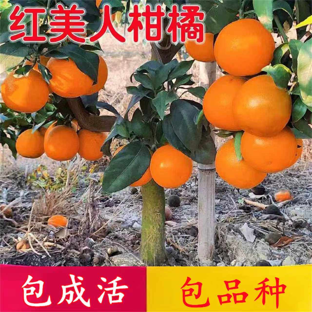 象山红美人树苗橘子苗树柑橘盆栽带果嫁接早熟南方种植爱嫒28桔子