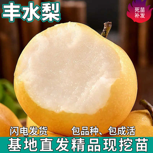 丰水梨苗树南北方地栽庭院种植特大果盆栽嫁接酥甜梨树苗当年结果