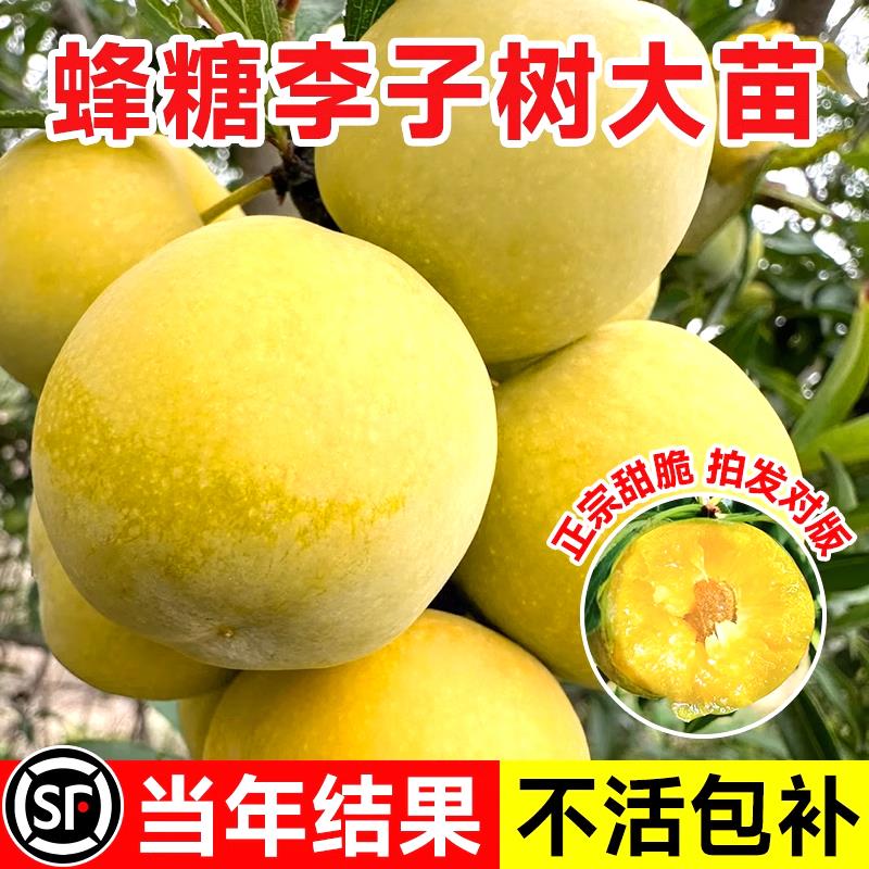 蜂糖李子树苗嫁接特大晚熟脱骨青脆李子果树苗南北方种三华李树苗图片