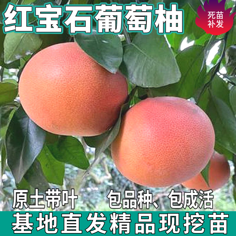 红宝石葡萄柚子树苗地栽红西柚盆栽绿化嫁接红心柚子树苗当年结果