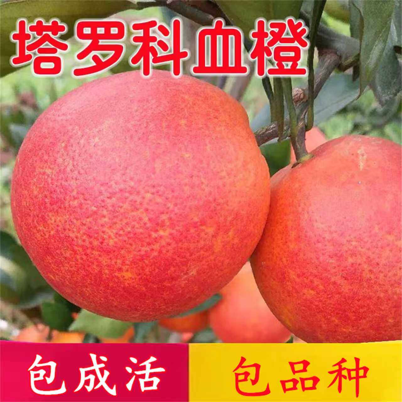 塔罗科血橙果苗橙子树苗带果盆栽嫁接苗南方种植果树当年结果红橙
