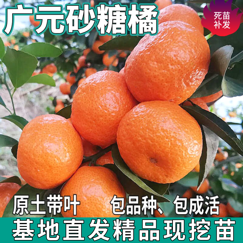 广元砂糖桔苗树南北方地栽盆栽庭院嫁接无籽沙糖橘子树苗当年结果