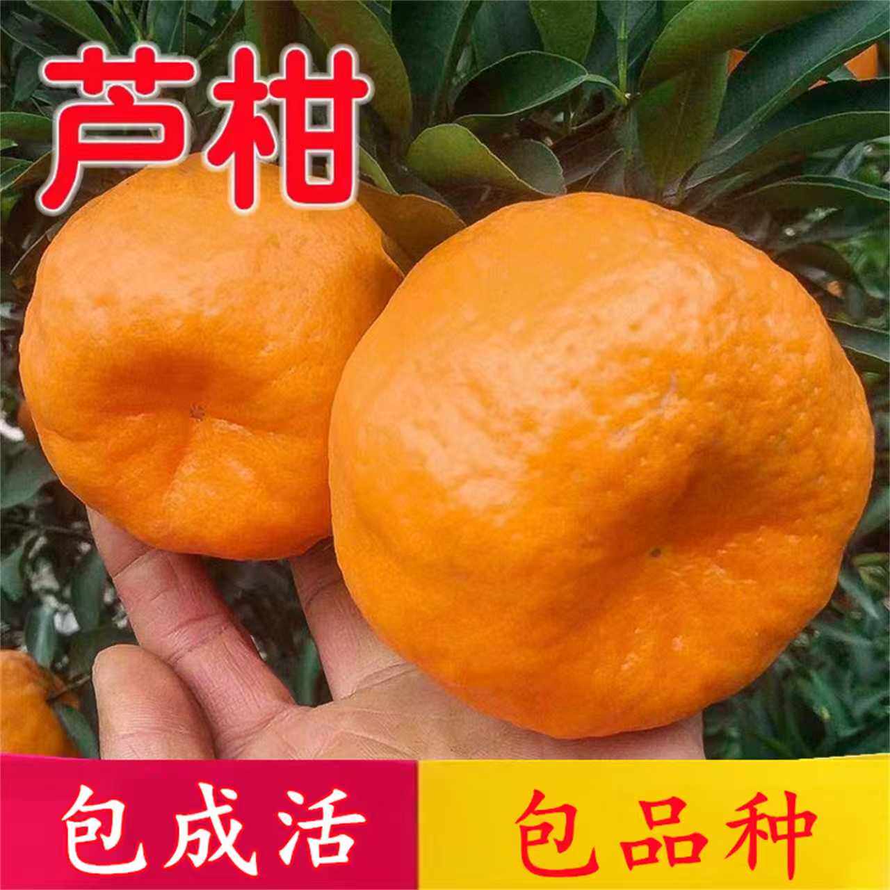 芦柑树苗南北方种植柑橘大树带土橘子树果苗盆栽嫁接桔子当年结果