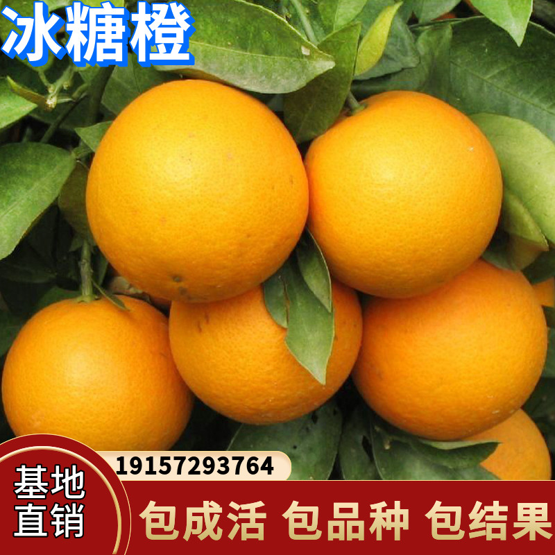 冰糖橙苗树南北方庭院地载四季果树阳台盆栽嫁接柑橘橙子当年结果