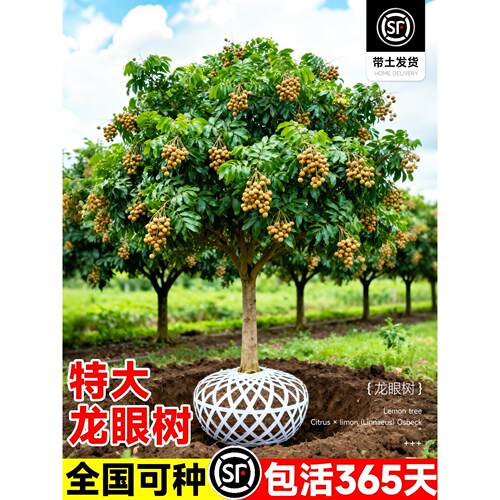 龙眼树苖嫁接水果树苗储良石硖桂圆盆栽南方四季种植地栽当年结果