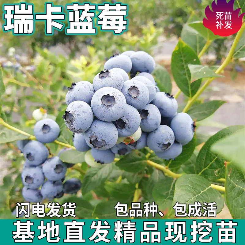 瑞卡蓝莓果树苗庭院地栽阳台盆栽南北方种植树苗带土包活当年结果